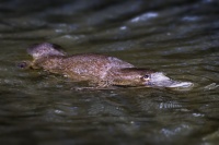 Ptakopysk podivny - Ornithorhynchus anatinus - Platypus 9282